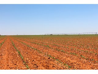 Tract 2 - LAND AUCTION - 658+/- ACRES OFFERED IN 5 TRACTS IN HOCKLEY CO.. TEXAS